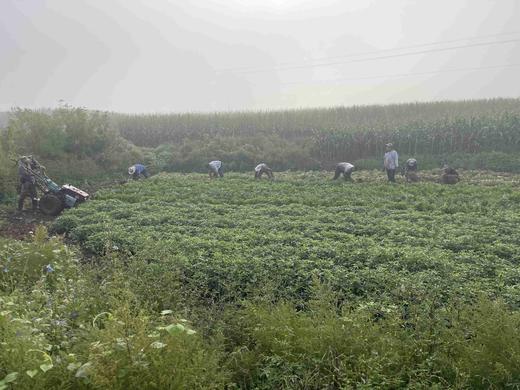 【丽姐农场胶东生态甜花生】晒干发货 3斤/5斤 顺丰快递 商品图5