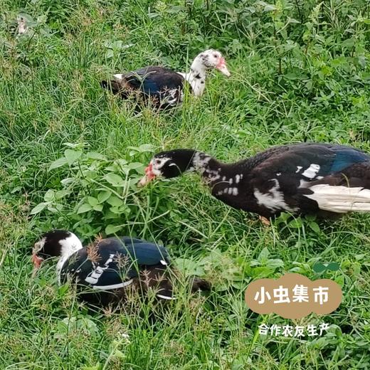 生态散养番鸭 | 合作农友生产，产自广州从化，生产者：郭锐 *【公平贸易农人定价】 商品图4
