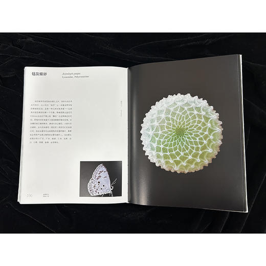 蝴蝶卵的隐秘之美 商品图5