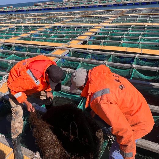 大连长海 壮元海活冻6头/斤大鲍鱼（完整带壳） 国家级海洋牧场 一类水质 商品图1