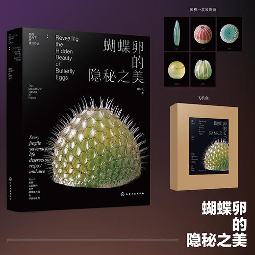 蝴蝶卵的隐秘之美 商品图0