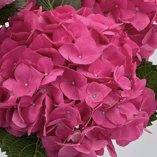 心弦｜绣球｜1株 商品图0