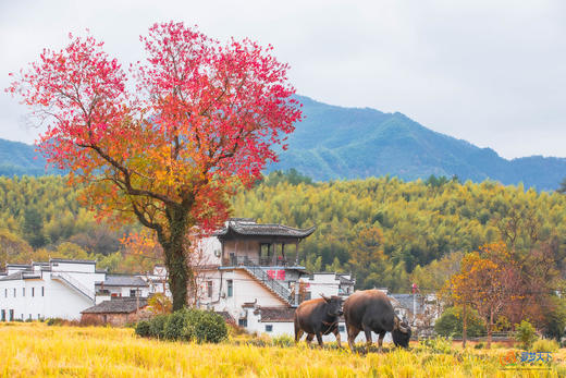 11月24日确定出发【赣皖行摄】江西婺源·宏村-塔川-篁岭-月亮湾-漳村-察关-菊径村-石城+安徽黄山-宁国落羽杉湿地公园-非遗油布伞-查济古村皖南秋色4天—5天—9天—11天 商品图10