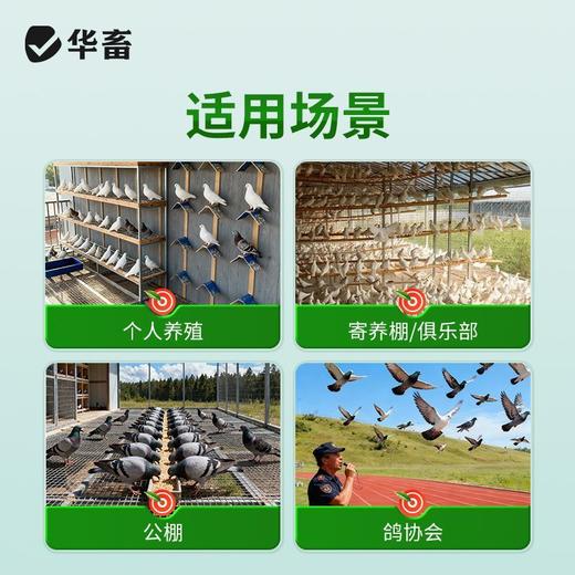 华畜兽药兽用酒石酸泰乐菌素胶囊小鸡鸭赛鸽子咳嗽气喘肺炎支原体 商品图5