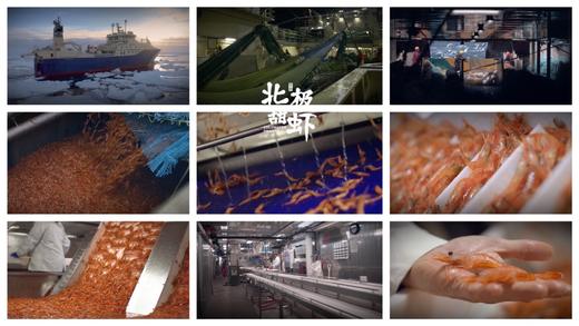 【北极甜虾 头籽/腹籽1.5kg装】北冰洋和北大西洋的深海馈赠，纯野生，头籽，肉质紧实Q弹，自带鲜甜，解冻即食 商品图2