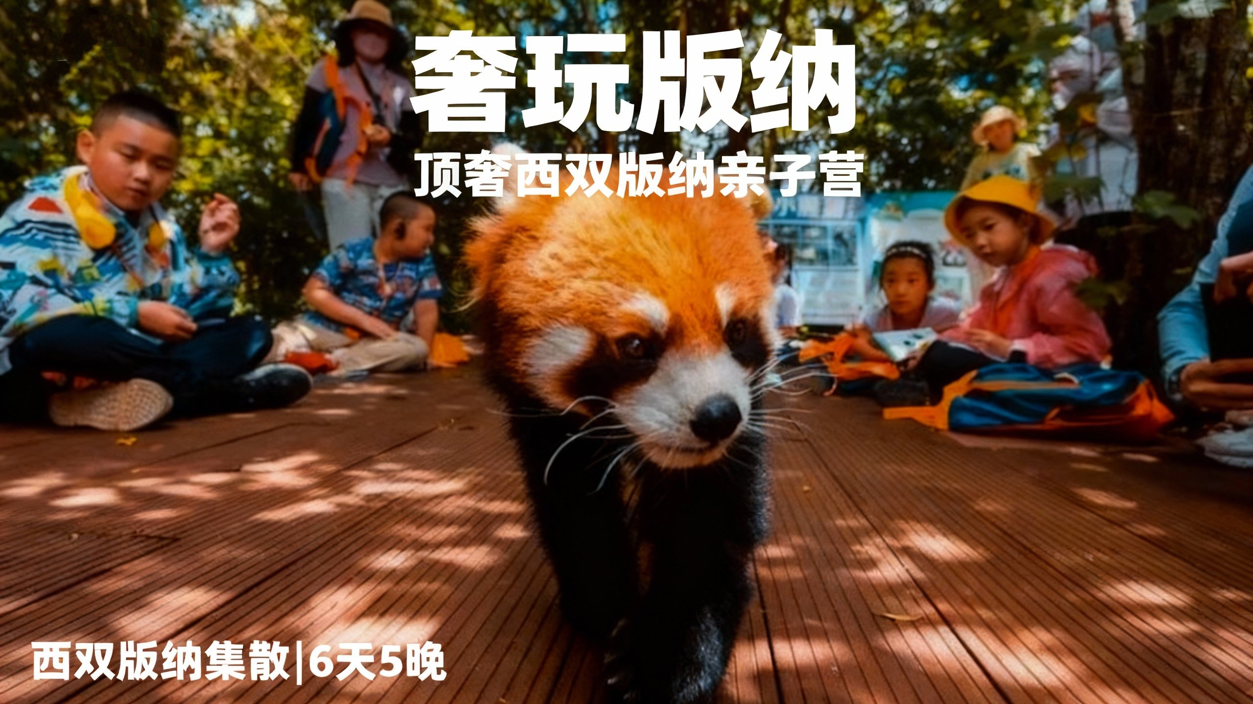 寒假仅余3期有位！速抢【2026寒假 | 奢玩西双版纳亲子6天5晚】4晚洲际+1晚小熊猫庄园，光酒店都值！动植物专家伴游讲解，五星好评爆款！过「高奢」版向往生活！