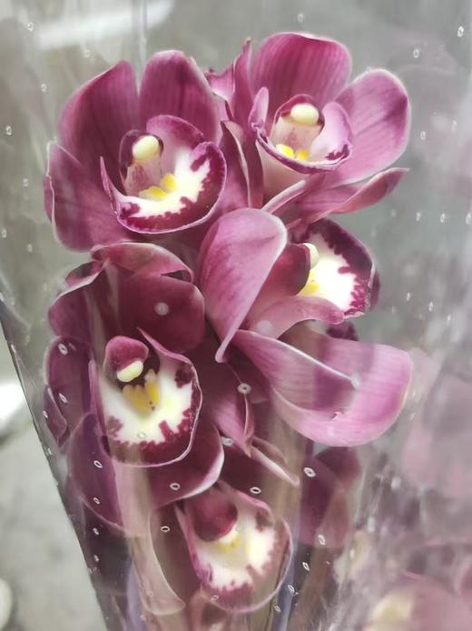 兰花 ｜ 大花蕙兰葡萄美酒 商品图0