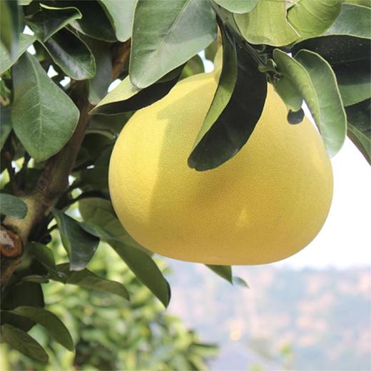 【玉环 文旦柚】果肉细嫩，颗粒紧致细密。果肉晶莹剔透，果汁饱满，几近无核，可食率非常高。 商品图3