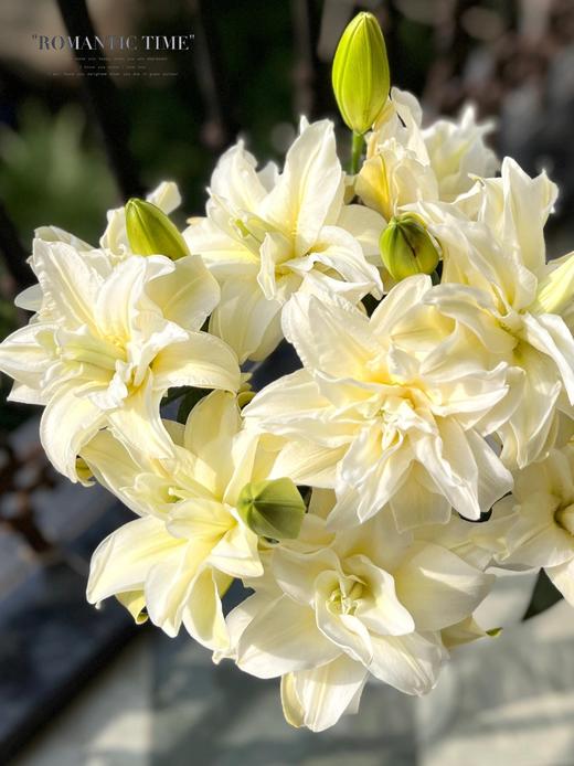 【满眼皆是重瓣百合】女神重瓣百合多头1支4朵+泽塔重瓣百合3头1支3朵+冲浪者重瓣百合1支4朵+碧海蓝吸色重瓣百合1支4朵/份 商品图8