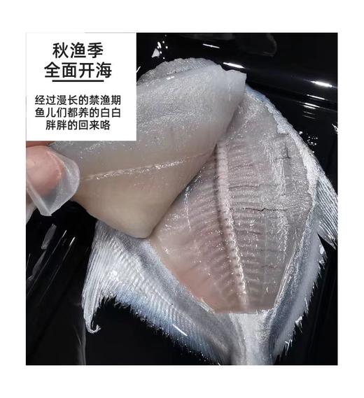 【码头直发 野生带鱼/贻贝/鲳鱼】正宗舟山带鱼  雷达网带  网带更鲜嫩    肉质鲜嫩  肚皮肥油  介意慎拍 舟山市沈家门码头产地直发！ 商品图12