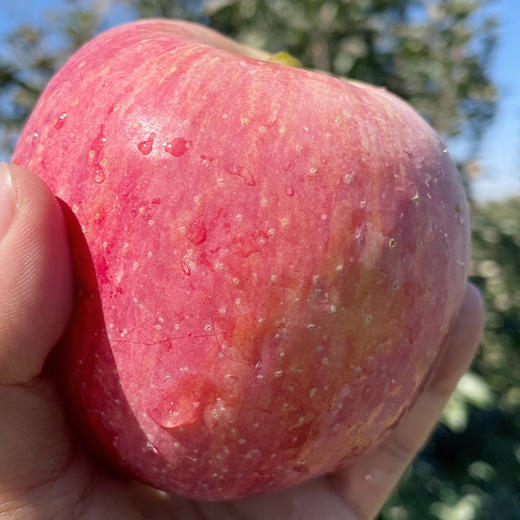 【助农】山西红富士苹果，脆甜多汁，果园直发清晨采摘，现摘现发 商品图3