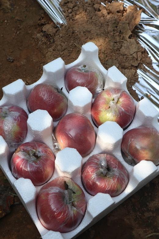 【助农】山西红富士苹果，脆甜多汁，果园直发清晨采摘，现摘现发 商品图5