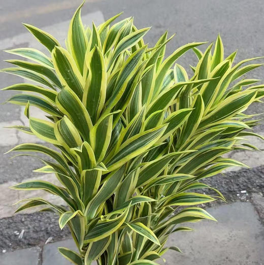 金边·百合竹 商品图0