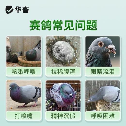 华畜兽药兽用酒石酸泰乐菌素胶囊小鸡鸭赛鸽子咳嗽气喘肺炎支原体 商品图3