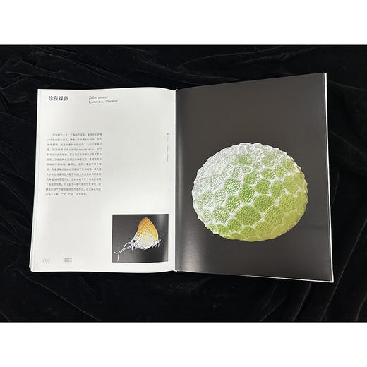 蝴蝶卵的隐秘之美 商品图6