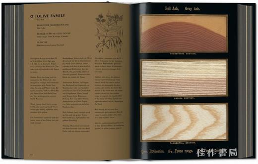 Romeyn B. Hough. The Woodbook. The Complete Plates / 罗梅恩·B·霍夫. 木材图谱：完整版/ Taschen 出版 商品图4