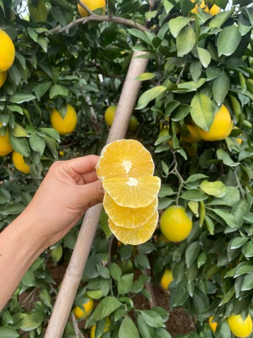【赣州直发】不慌不忙，渐渐变黄， 顺应天时，自然成熟！🍊赣南脐橙11月5号开园 ，前期挑成熟度高的橙子发出，全国包邮。 商品图7