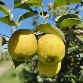 【分仓直发包邮】新疆库尔勒香梨5斤装