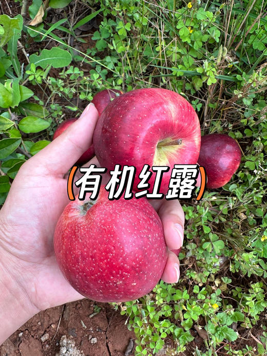 苹果中的维纳斯/绿标苹果/有机王林/有机红露苹果  5斤装 商品图5