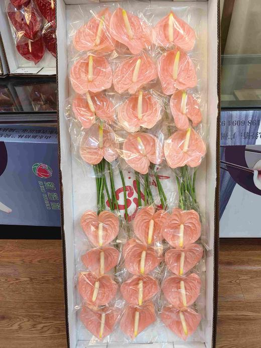 干杯粉掌24支 商品图2