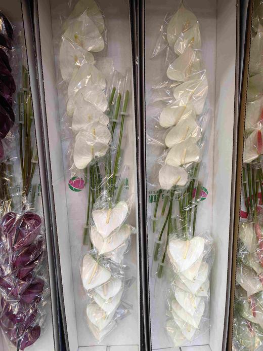 耳语白色掌16支 商品图1