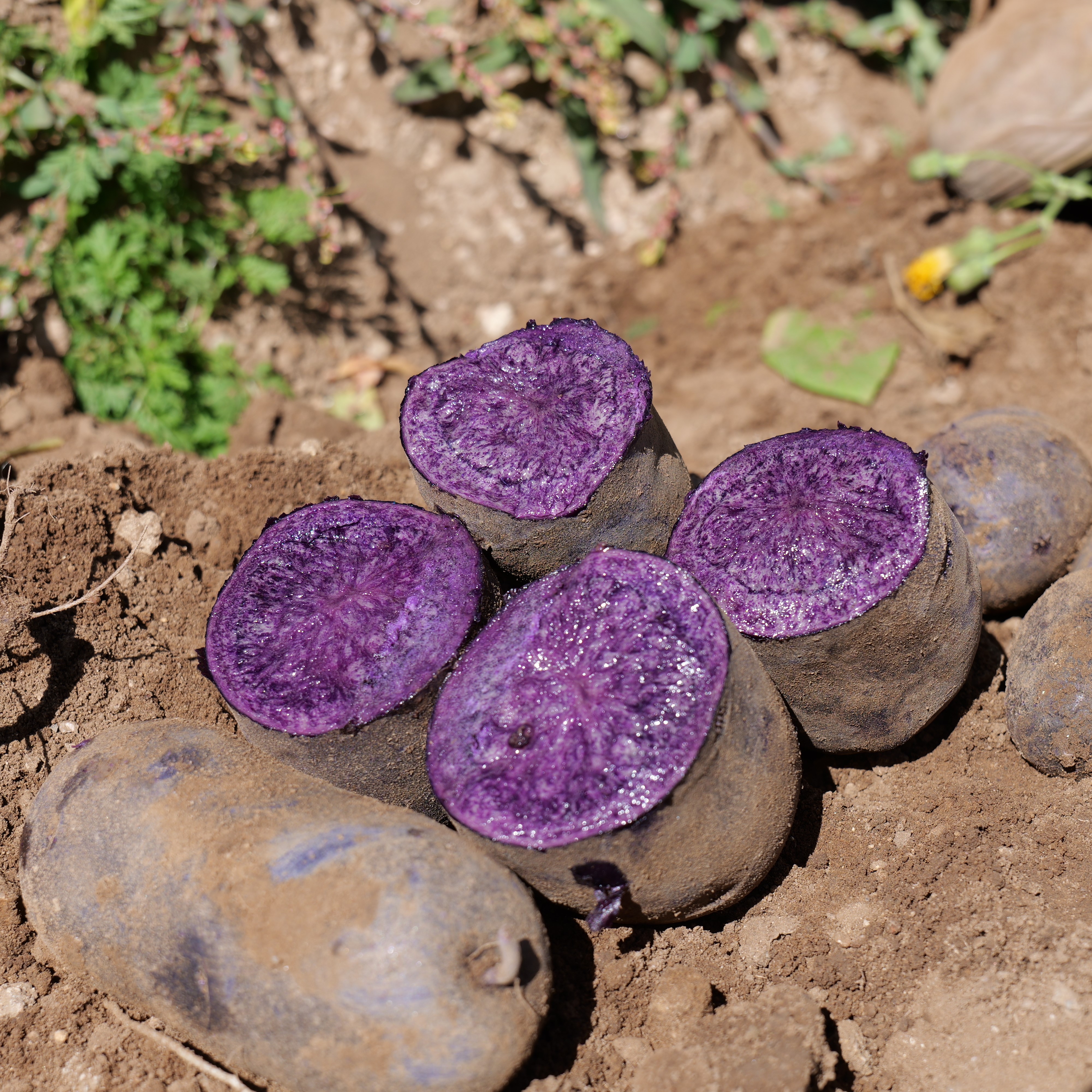 有机紫土豆 | 来自薯都乌兰察布 花青素土豆 公平贸易 | Organic Patato