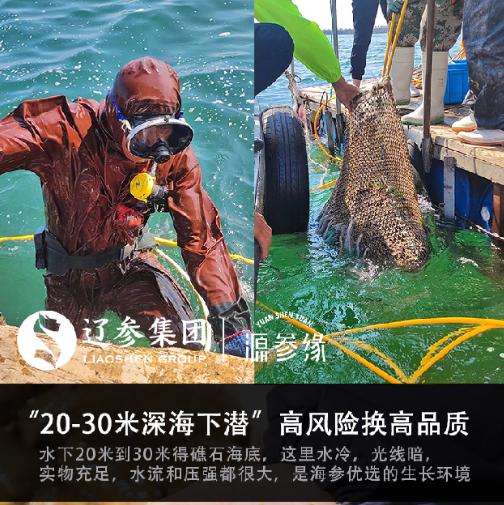 源参缘速发海参30支60g 商品图5