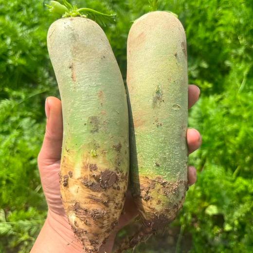 健源蔬菜组合 小叶乌塌菜、包菜、大白菜、青萝卜、上海青、小黄姜（嫩）、甜菜根、冬瓜、芥菜疙瘩、黑白菜 、胡萝卜、饺子菜、沙拉菜露天酵素种植蔬菜任意组合【京东快递】 商品图11