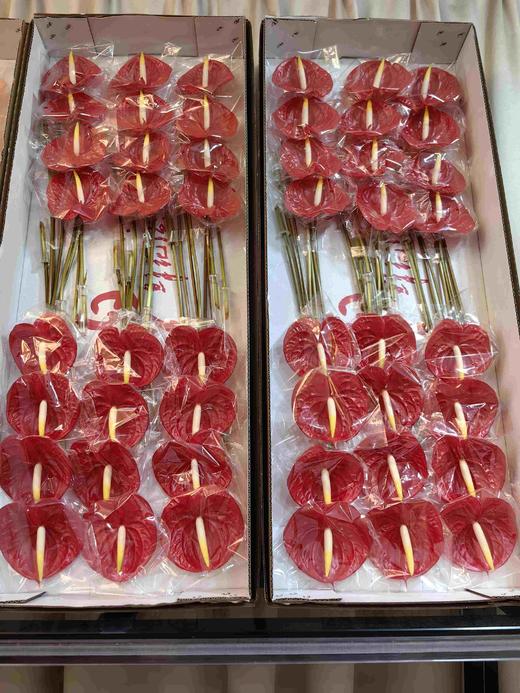 红掌火焰24支 商品图0