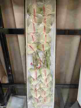 梦幻白绿色掌20支