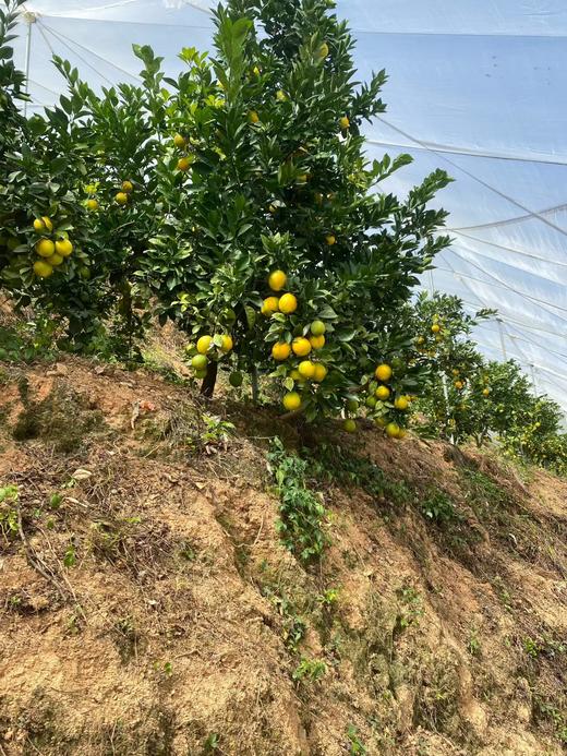 【赣州直发】不慌不忙，渐渐变黄， 顺应天时，自然成熟！🍊赣南脐橙11月5号开园 ，前期挑成熟度高的橙子发出，全国包邮。 商品图5