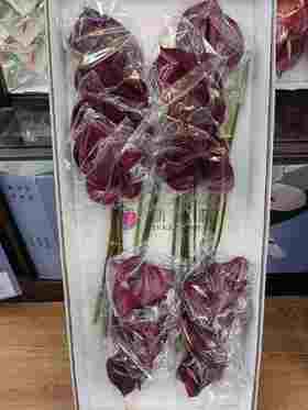 马拉维利雅紫色掌18支