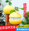 【玉环 文旦柚】果肉细嫩，颗粒紧致细密。果肉晶莹剔透，果汁饱满，几近无核，可食率非常高。 商品缩略图4