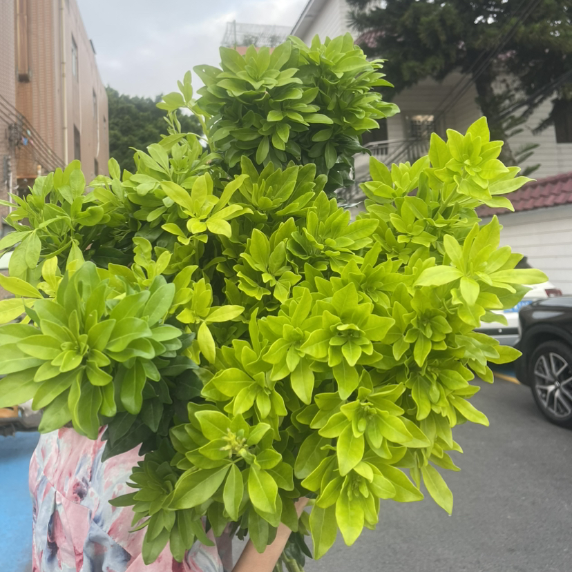 国产墨西哥橘叶1扎