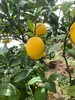 【赣州直发】不慌不忙，渐渐变黄， 顺应天时，自然成熟！🍊赣南脐橙11月5号开园 ，前期挑成熟度高的橙子发出，全国包邮。 商品缩略图9