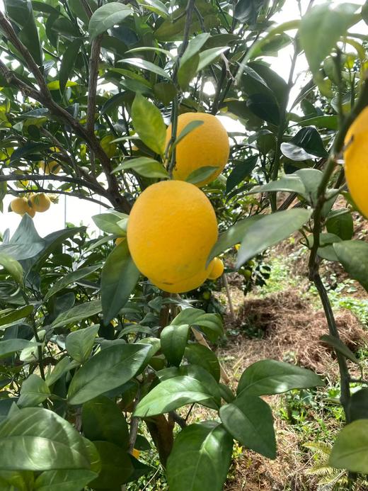 【赣州直发】不慌不忙，渐渐变黄， 顺应天时，自然成熟！🍊赣南脐橙11月5号开园 ，前期挑成熟度高的橙子发出，全国包邮。 商品图9