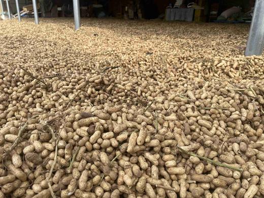 【丽姐农场胶东生态甜花生】晒干发货 3斤/5斤 顺丰快递 商品图6