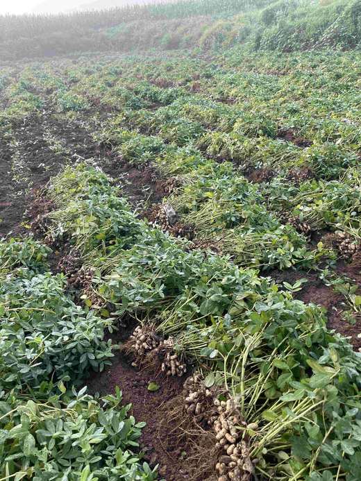 【丽姐农场胶东生态甜花生】晒干发货 3斤/5斤 顺丰快递 商品图3