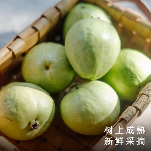 艾格吃饱了广西红白心双拼芭乐软糯果香浓郁 商品图3