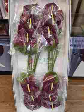 小巨人红掌12支