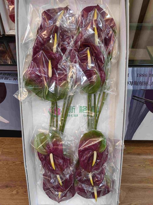 小巨人红掌12支 商品图0