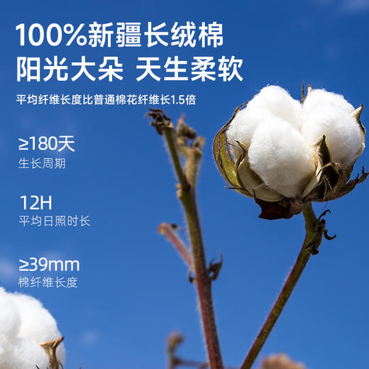 臻品100支磨毛四件套(威尼克斯) 商品图3