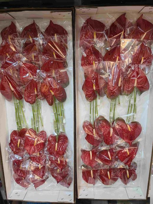 暗红色内华达红掌 商品图0