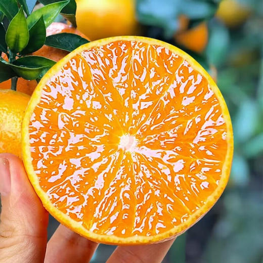 【分仓直发包邮】四川爱媛果冻橙中果5斤 商品图1