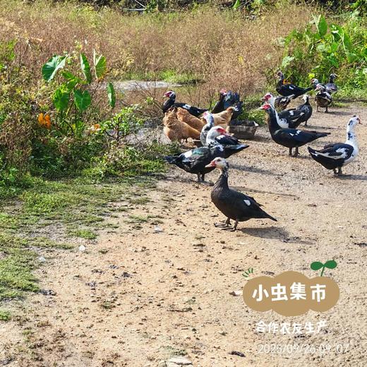生态散养番鸭 | 合作农友生产，产自广州从化，生产者：郭锐 *【公平贸易农人定价】 商品图11