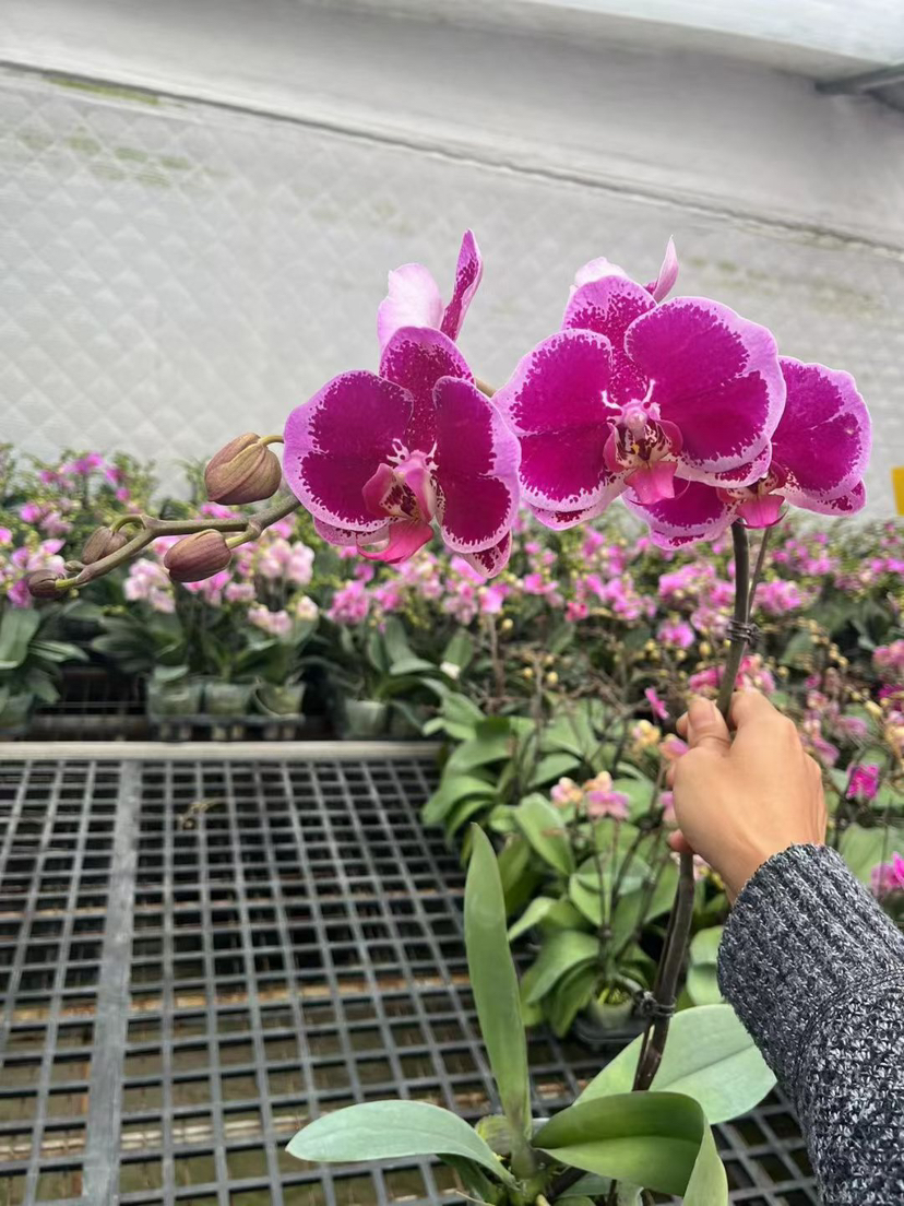 【2025.10.31】特价：3寸A级蝴蝶兰金彩15.9（现货，下单即可到店自提）