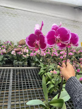 【2025.10.31】特价：3寸A级蝴蝶兰金彩15.9（现货，下单即可到店自提）