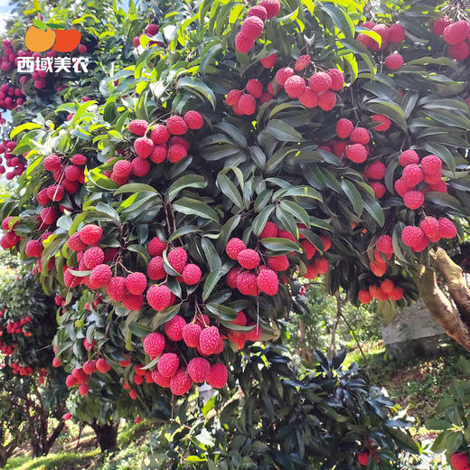 西域美农 冻眠仙进奉荔枝  仙进奉荔枝液氮锁鲜  甜而不腻  顺丰冷链发货 商品图8