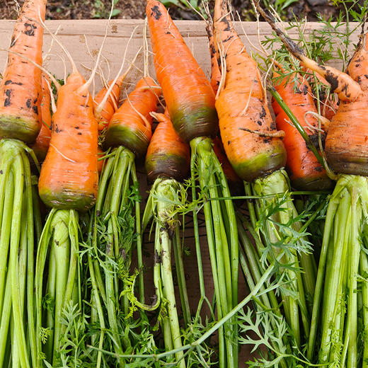 福利购 量大更优惠 | 驴家自产生态萝卜 自然种植，无化肥无农药 商品图2