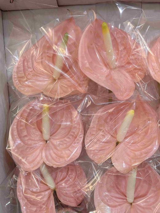 干杯粉掌24支 商品图1